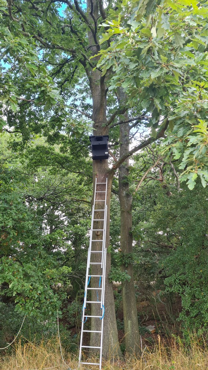 BorealTrees tweet media