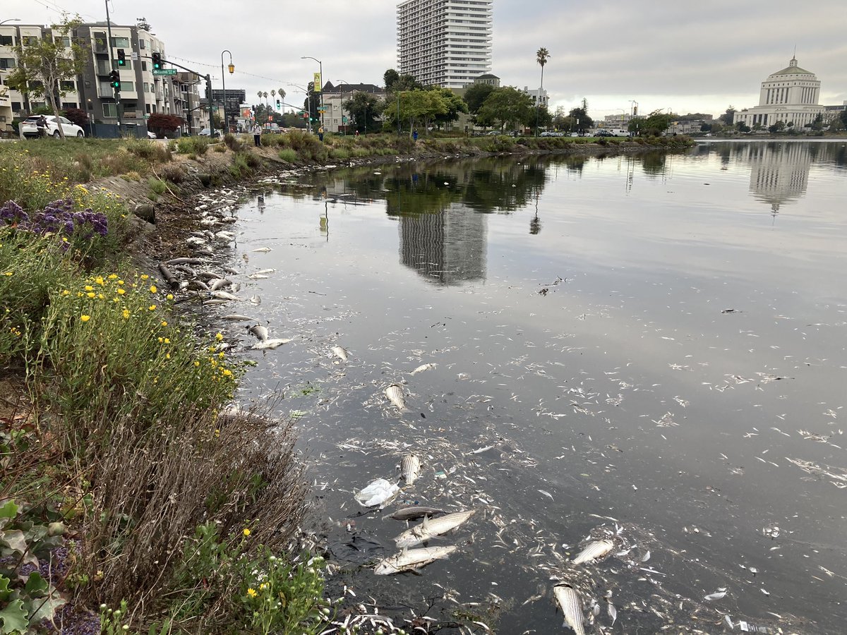 DarwinBondGraha's tweet photo. Along the east side of Lake Merritt this morning, hundreds more striped bass and thousands of anchovies. Hard to tell if these died last night or died Sun/Mon and were washed over by the tide. https://t.co/o3SJo8rTyo