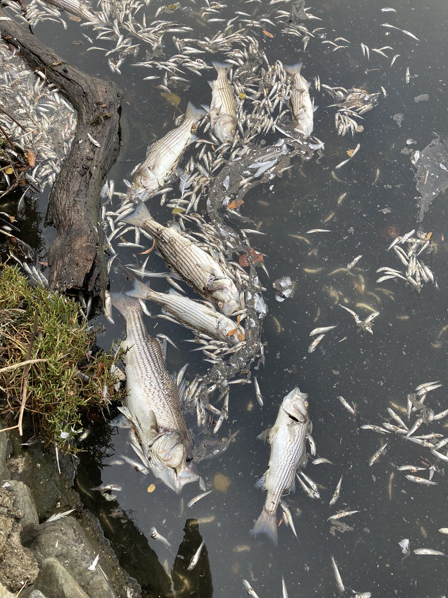 DarwinBondGraha's tweet photo. Along the east side of Lake Merritt this morning, hundreds more striped bass and thousands of anchovies. Hard to tell if these died last night or died Sun/Mon and were washed over by the tide. https://t.co/o3SJo8rTyo
