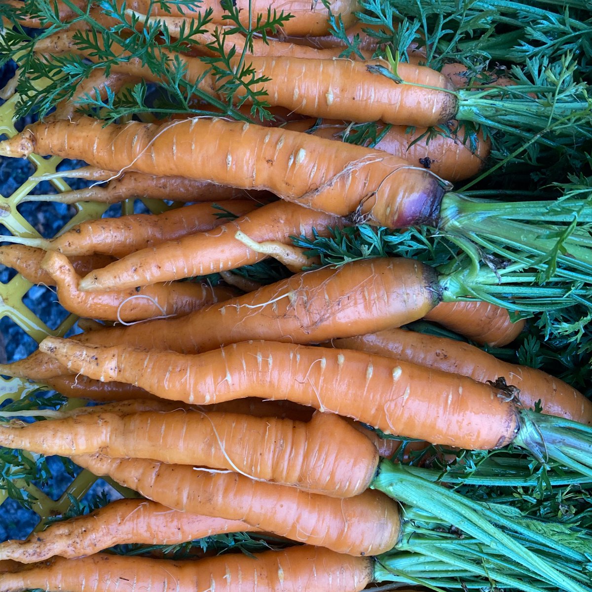 wrightbees's tweet photo. The sweetest carrots you can buy in the area are grown right here and available now in our market. Stop in and grab some along with potatoes, cabbage, greens, parsnips and more. #nlwrights #alwaysfreshalwayslocal https://t.co/Rf5y8UGexM
