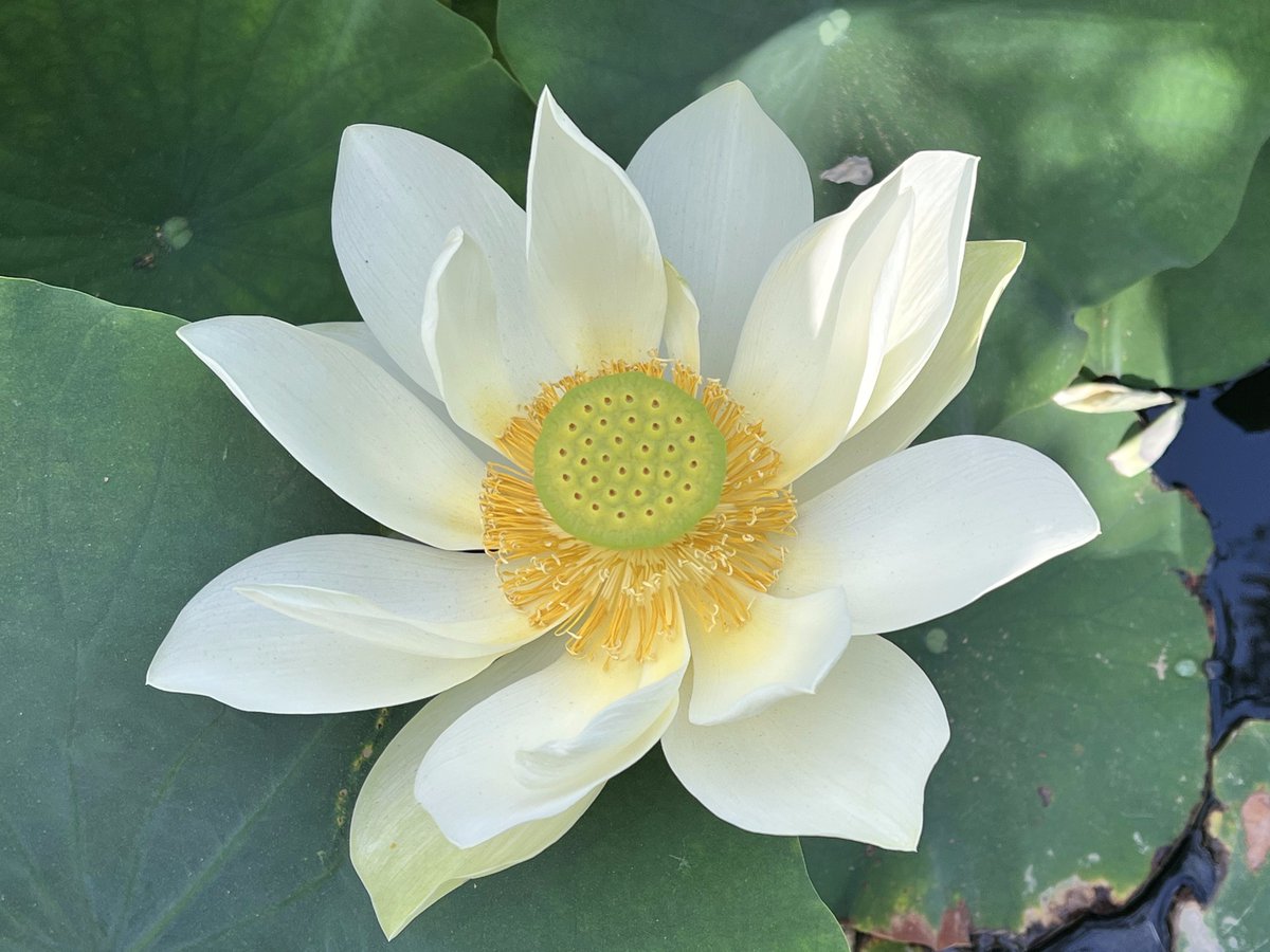 Our lotus bloomed and they're absolutely stunning! In Japanese culture, each flower has its own cultural significance. The @lotus symbolizes enlightenment and purity. In Tokyo, the famous place to view lotus is Ueno Park's Shinobazu. No need to fly to Japan... you can visit ours!