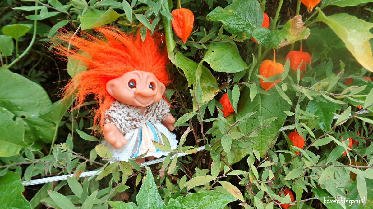 KarenBisgaard1's tweet photo. Troll mom showing her Ground Cherries.
#damtrold #gjøltroll #damtroll #groundcherry #summer2022 https://t.co/I8ExF77vhb
