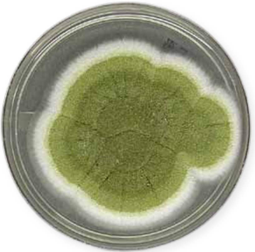 MohsinArshad92's tweet photo. Experiment:
Microscopic view of aspergillus flavus
-Water slide 
-without staining
#Microbiology_Lab
#Biotechnology
@AkhuwatFirst 
@NJVSchool 
@NadiaMu15813312 
@NiziiShigri001 
@FixingEducation 
@EduNeverDies 
@DiscoveryEd 
@Education2030UN https://t.co/Sr6coQaO61