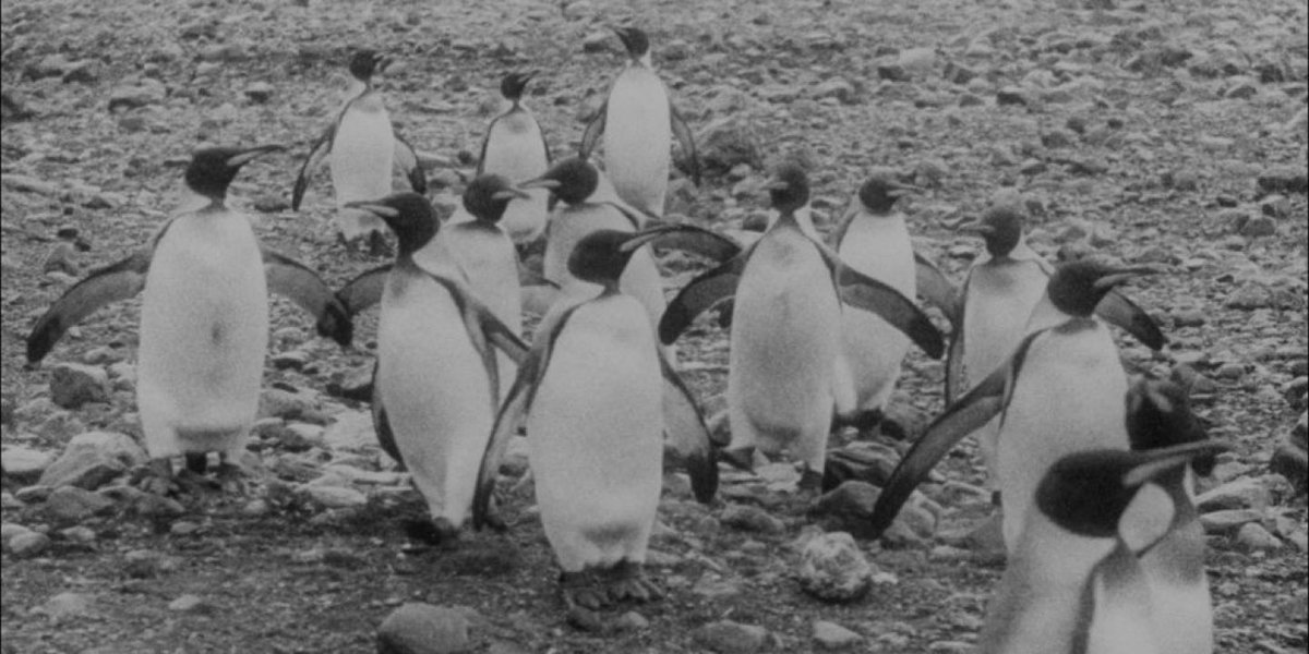 We are excited to be screening South, the original film of Shackleton’s Endurance expedition, said to be the world’s first documentary feature as part of <a href="/heritageopenday/">Heritage Open Days</a>. 

Join the adventure by booking your free ticket - bit.ly/3B0F2tJ #Shackleton100