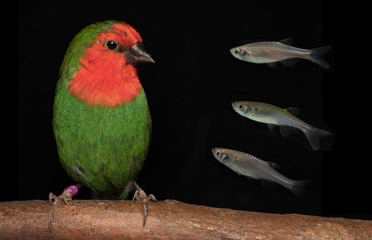 Check out our new paper, out now <a href="/CurrentBiology/">Current Biology</a> "A mechanism for red coloration in vertebrates" 

cell.com/current-biolog…

Follow this thread for more on this story co-led with <a href="/mbtoomey/">Matthew Toomey</a> and <a href="/CorboLab/">Corbo Lab at Washington University in St. Louis</a>:

#colsci