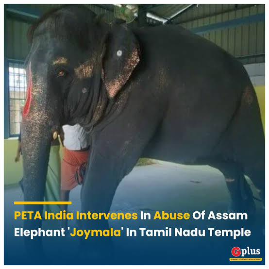 JyotiArjuna's tweet photo. #release_joymala 

Respected @mkstalin  An Elephant from Assam - Joymala is being tortured in your state . Please release her https://t.co/PavTSivMaF