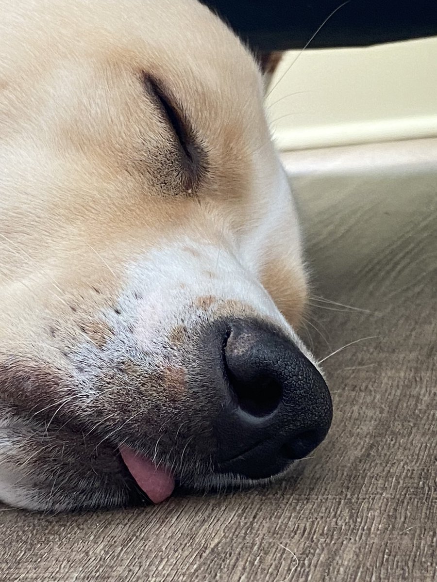MaxChester21's tweet photo. 😋😴 #MaxChester 

#DogsofTwittter #dogsarefamily #yellowlab #copperlab #LabradorRetriever #nap #sleepy #sleepyhead #dream #Brothers #DogsOnTwitter #labrador #love #puppylove #puppytraining https://t.co/4s6DNyCaQd