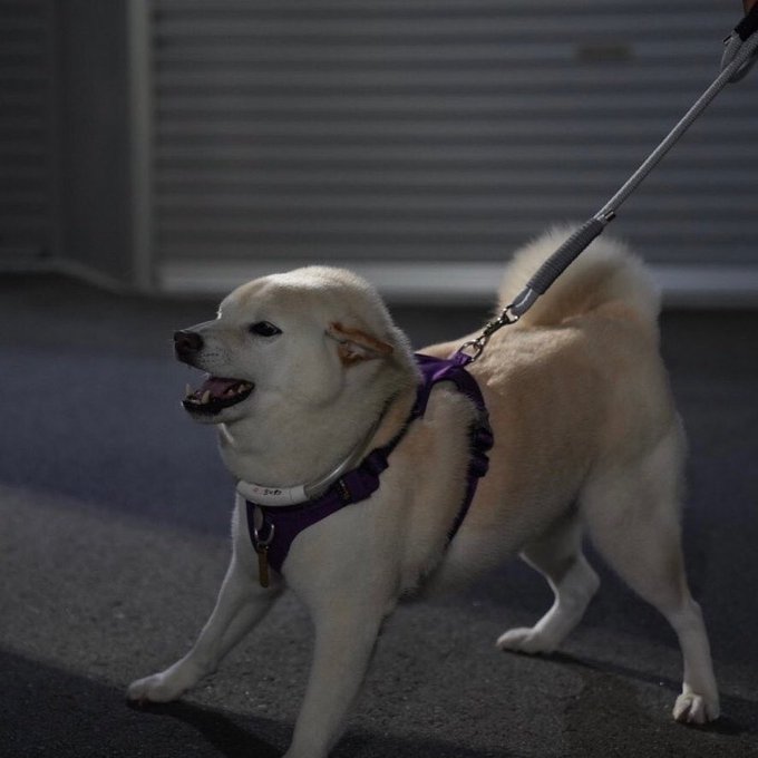 お友達わんこに
「遊んで！」

 #柴犬
 #柴犬がいる暮らし
#犬のいる幸せ
#多頭飼い
 #shibainu 
 #shiba
 #白柴ちくわ
 #赤柴つくね