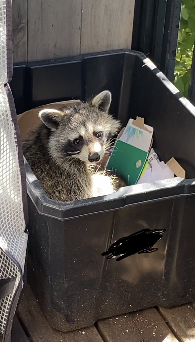 so a raccoon has taken to camping out in our recycling bin (he’s also pooped in the other bin). he’s very cute and i’m sure he’s a nice guy, but does anyone have tips for how we can encourage him to find another home?