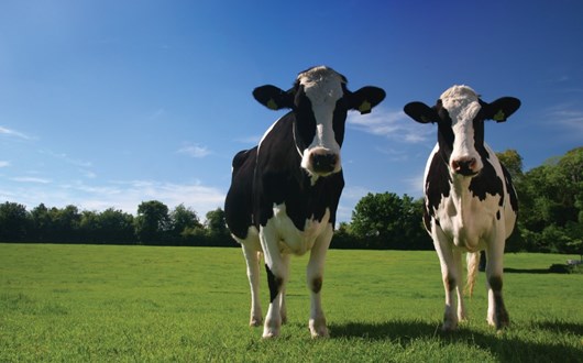AHDB Dairy (@ahdb_dairy) on Twitter photo We're so excited to be attending UK Dairy Day, <a href="/UKDairyDay/">UKDairyDay</a>, again this year!
We'd love to see you at the AHDB stand. Members of our knowledge exchange, consumer and technical teams will be available throughout the day to help with any questions you may have. We're so excited to be attending UK Dairy Day, <a href="/UKDairyDay/">UKDairyDay</a>, again this year!
We'd love to see you at the AHDB stand. Members of our knowledge exchange, consumer and technical teams will be available throughout the day to help with any questions you may have.