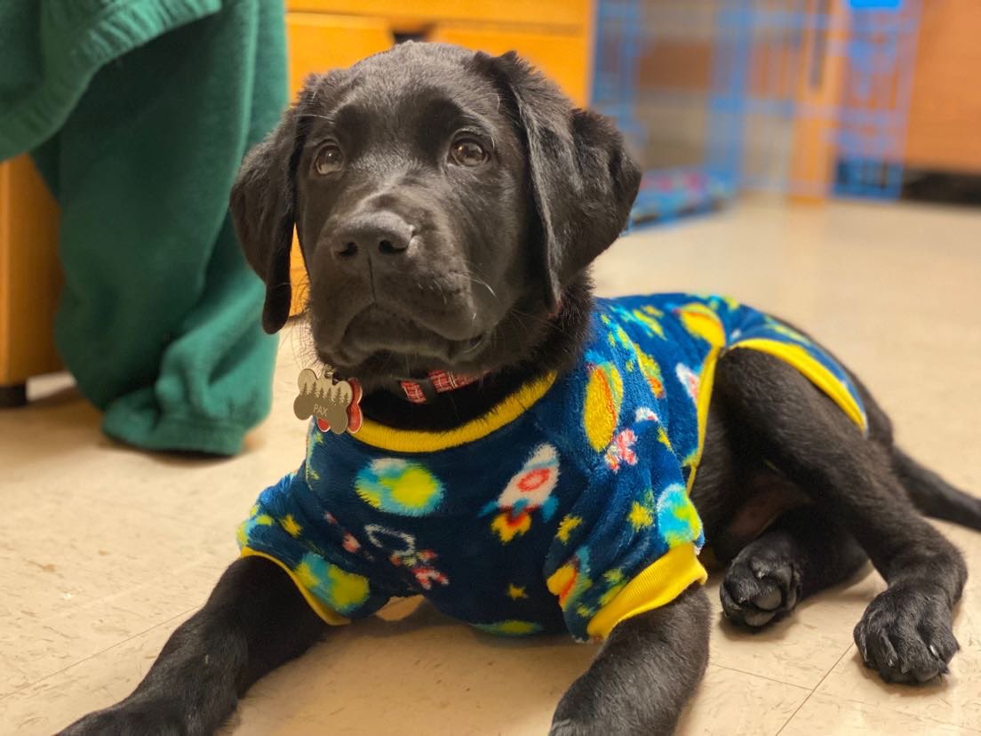 PGIdogs's tweet photo. Life as a pup is RUFF! Pax is ready to relax in his pajamas! #servicedogintraining #puppy https://t.co/ZU0pHwSte4