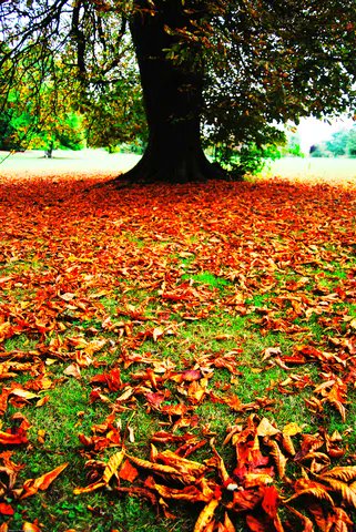 DevonWildlife's tweet photo. Have you noticed that the trees are losing their leaves and some fruits that we wouldn't expect to see until Autumn are making an apperence now? Find out more about the 'false Autumn' and what it means for wildlife https://t.co/hxb51LY0Cd
#FalseAutumn https://t.co/izu5XnWlrH
