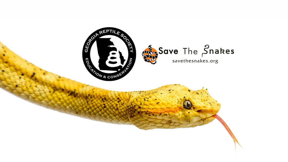 Save The Snakes tweet media