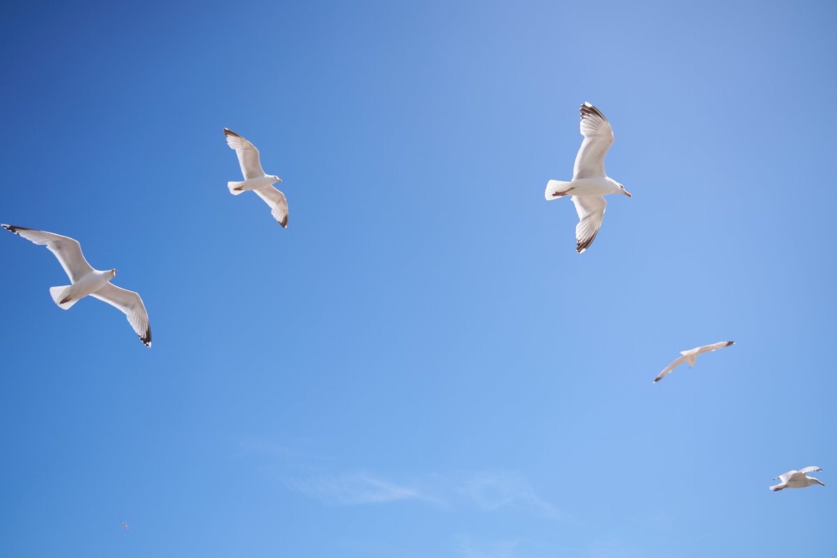 DefraGovUK's tweet photo. Do you know how to protect yourself, the environment and wild bird populations from #BirdFlu?

Our Mitigation Strategy for #AvianInfluenza in Wild Birds provides guidance on how to respond to the risk of and findings of avian influenza in wild birds.

👉https://t.co/PhHZEsA0Jv https://t.co/p7ISzyVX3O