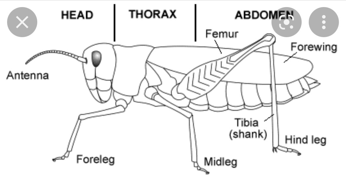 advocatemahere's tweet photo. 🟡The anatomy of a locust was interesting but I wish the following things were taught in school:

1. Tax liability 
2. Legal aspects of marriage 
3. Your rights when you get arrested 
4. How to vote 
5. How laws are made 
6. The 3 arms of Govt 
7. The Bill of Rights https://t.co/E7sSW4NLFi