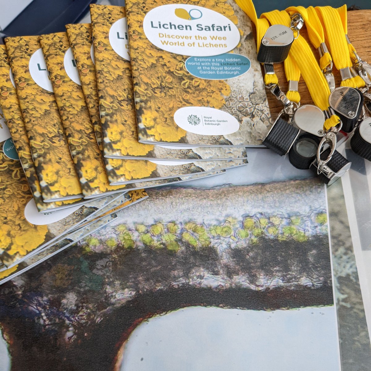 rebecca_yahr's tweet photo. Getting prepped for the #LichensForAll walk @TheBotanics  - hand lenses, big images for show-and-tell, and #LichenSafari guides to the ready! #MyDobson @BLSlichens https://t.co/l7fguVxSpx