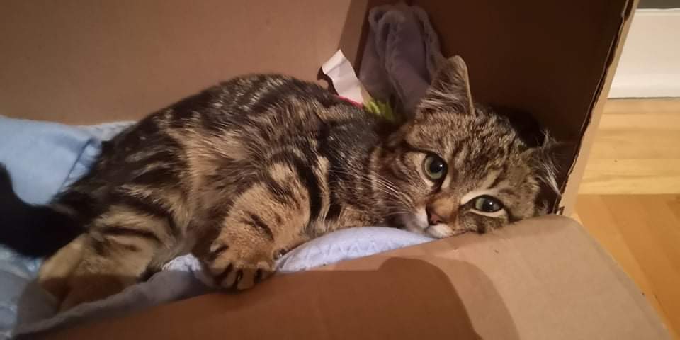 AnChanTeehee's tweet photo. Oh, btw. I don't think I've ever announced it on twitter. Since I haven't been on here for years. But I have a baby. Meet Leia https://t.co/RdmnUFd7Mr