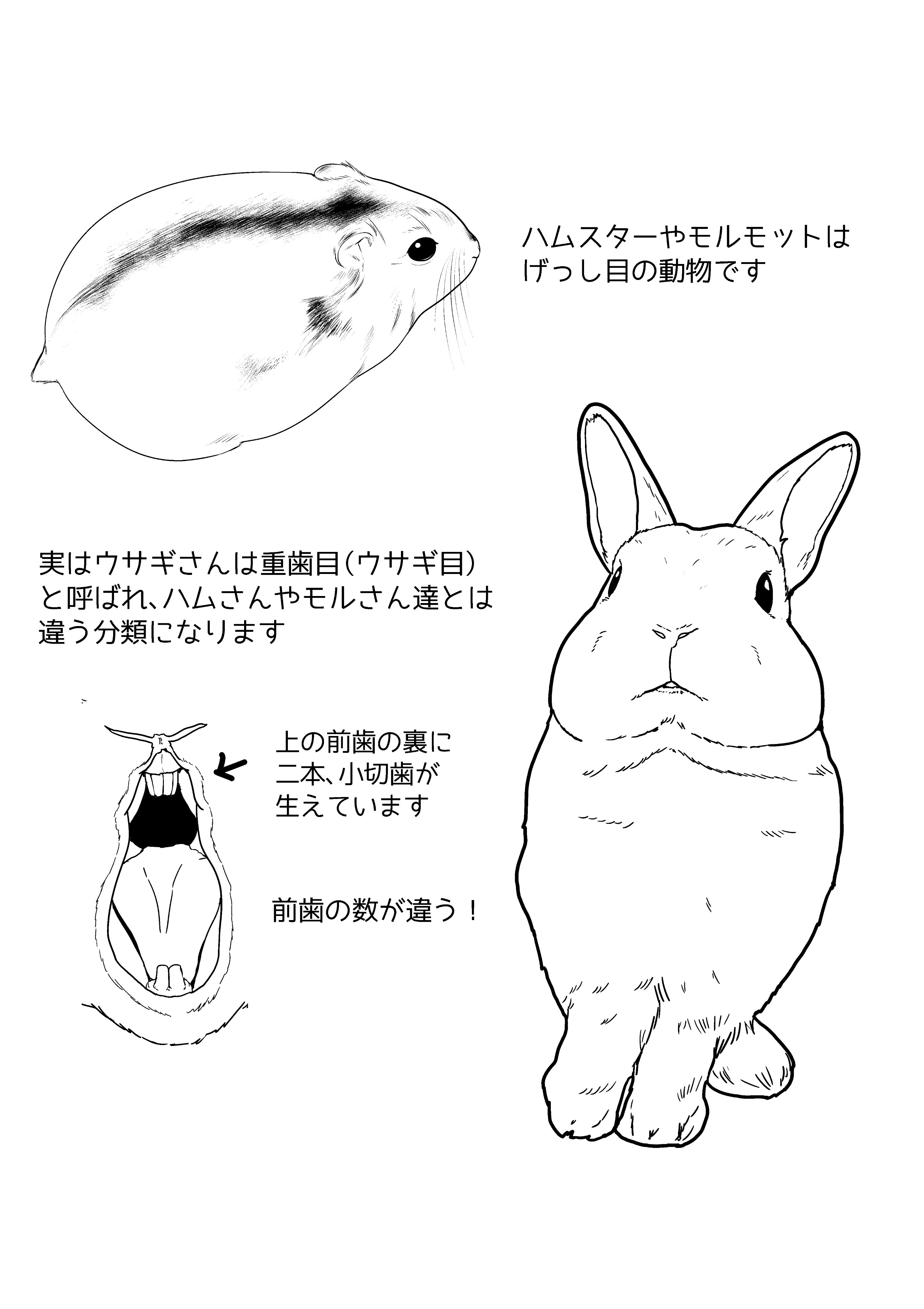 くるちゃん Kurumi Lovei Twitter