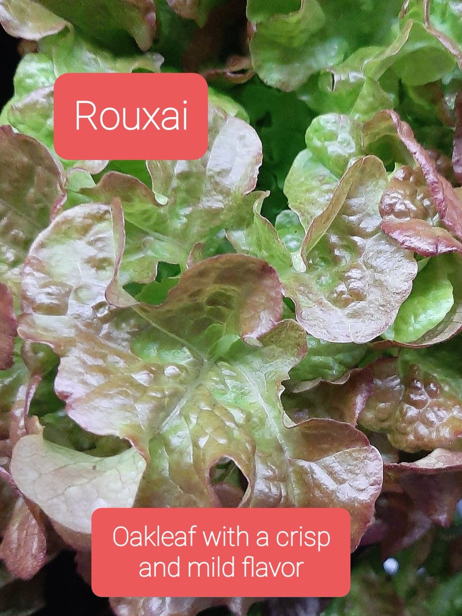 VeteransOutrea1's tweet photo. Crunchy fresh lettuce is available at Three Harts Farm, 232 Beaver Dam Road, Ply!
$5.00 for 8 oz of FRESH lettuce!
How can you beat THAT? https://t.co/3pmtkgEh50