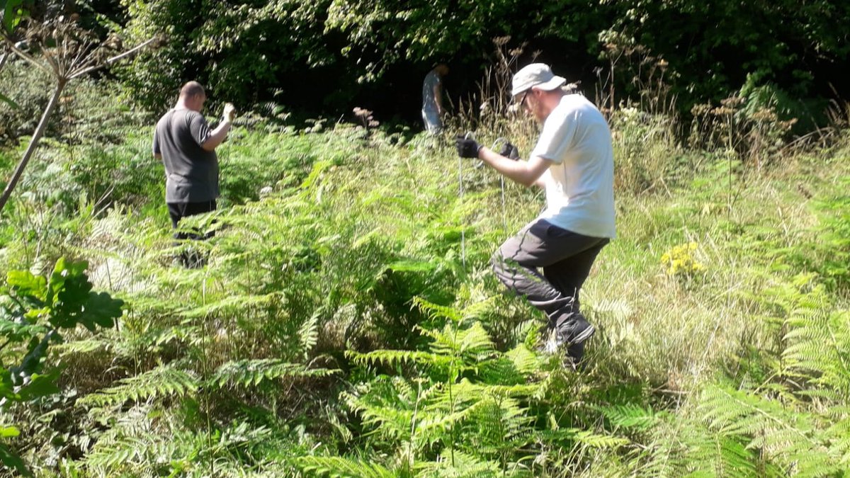 WildGroundNW's tweet image. It's that time of year when we need to bash the bracken. 
It tends to smother other plants so we have the satisfying job of bashing it down.
Great job by our volunteers!
#BrackenBashing
