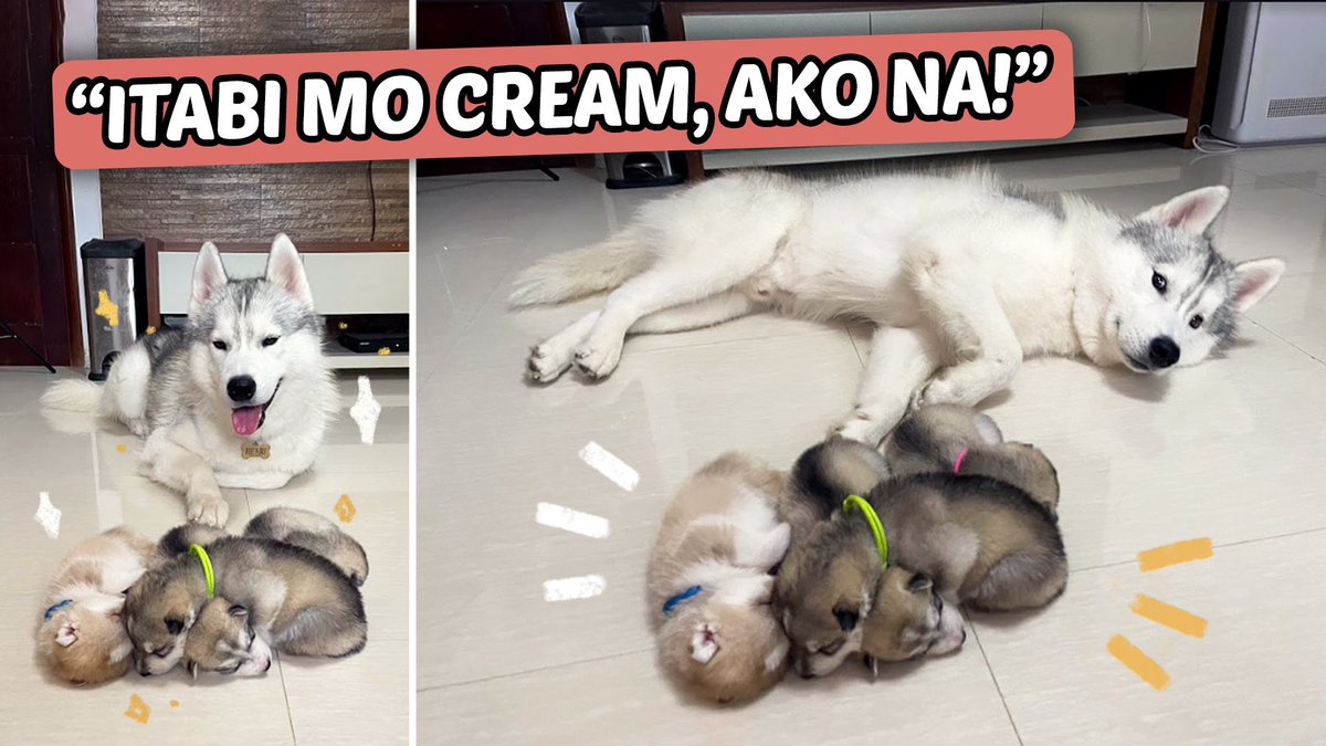 *NEW UPLOAD* 🐶❤️
Daddy Henri to the RESCUE! (HUSKY DAD MEETS HIS PUPPIES for the first time!)

YT Link: youtu.be/UAqXObqelds