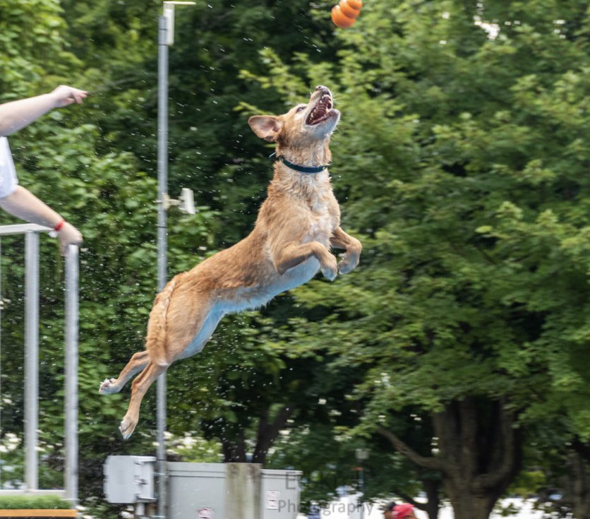 tclarey_CDSBEO's tweet photo. Canadian Champion - Veteran Division (8 yrs old or older) and Top Senior Event Canadian Champion. #oldladydog #stilljumping #finley https://t.co/01CkIGZy5X