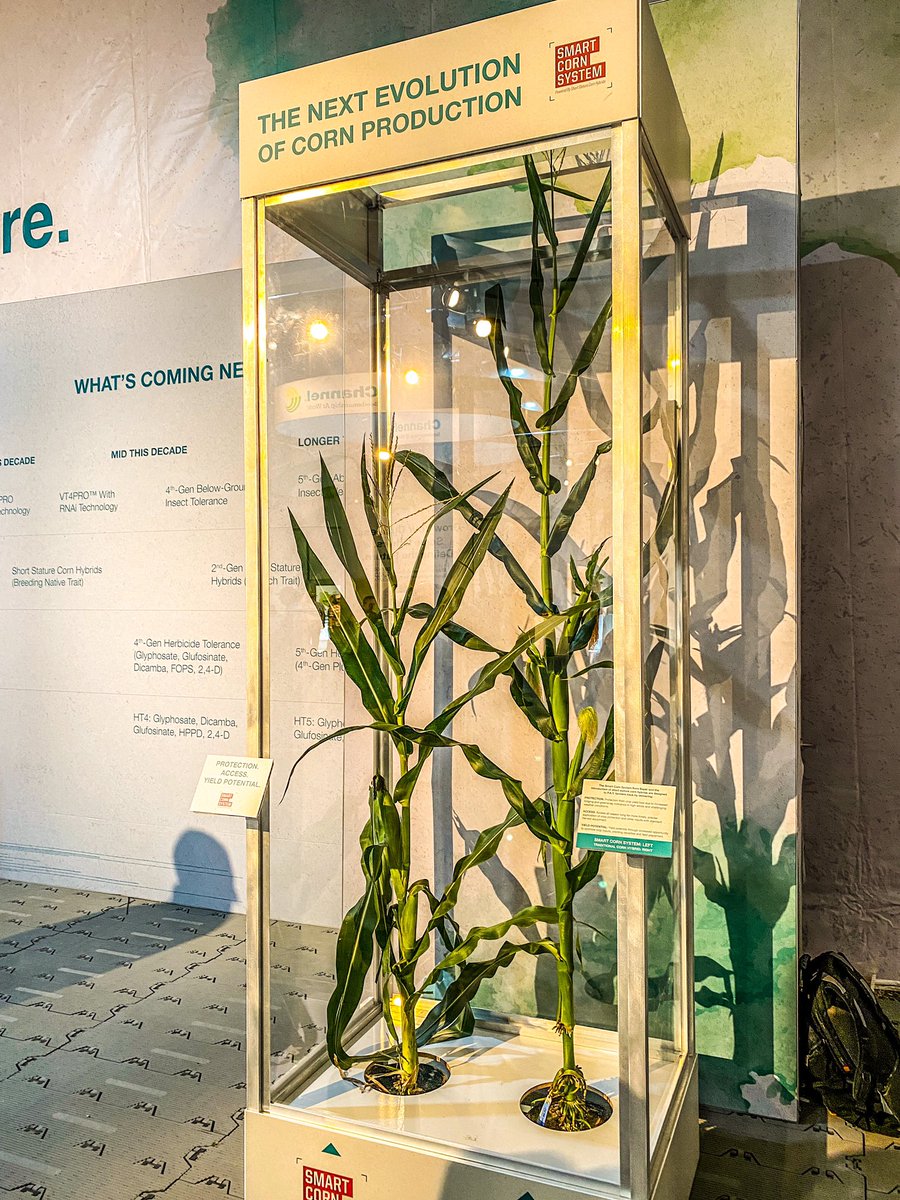 agrigrowthphoto's tweet image. Good morning and happy Tuesday! 

Yesterday I got to experience the all new smart corn system from Bayer and learn the genetic complexity and breeding process behind what they do in order to deliver genomes geared towards farmers! 

#smartcornsystem #FPS22 #Agtwitter