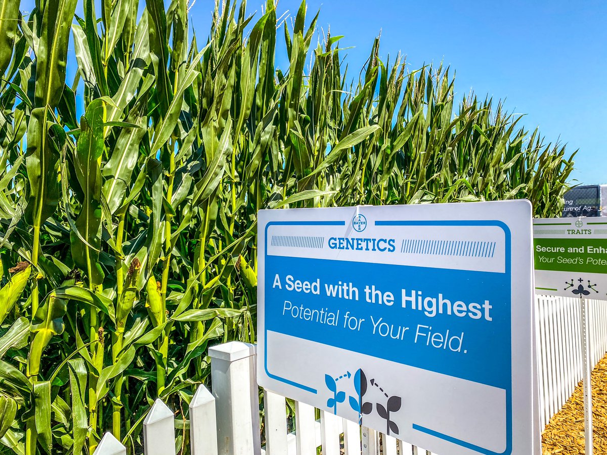 agrigrowthphoto's tweet image. Good morning and happy Tuesday! 

Yesterday I got to experience the all new smart corn system from Bayer and learn the genetic complexity and breeding process behind what they do in order to deliver genomes geared towards farmers! 

#smartcornsystem #FPS22 #Agtwitter