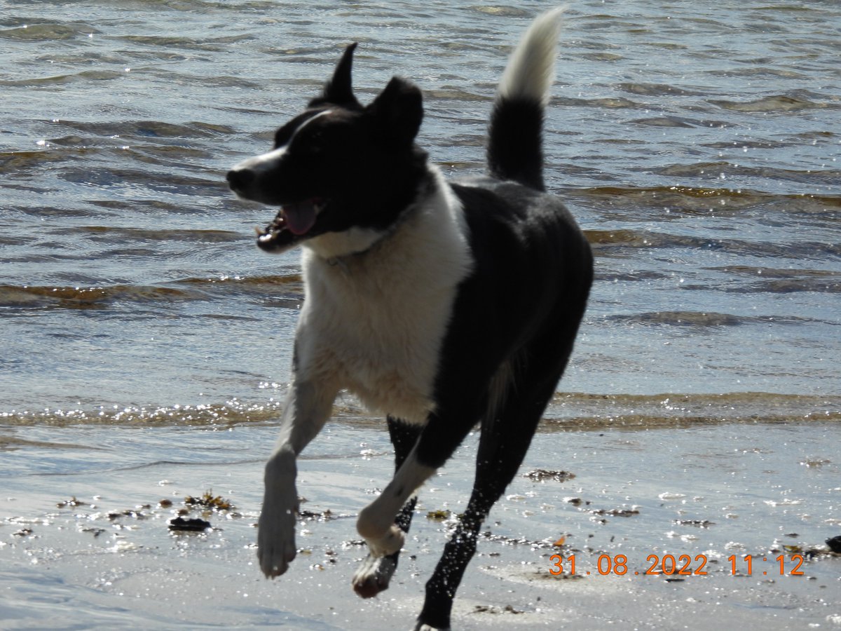 Blue sky with the sun shining, clear water, loads of space to run around. What more could Sirius need? #CostaKilnaughton this morning was a treat for him. THe only problem was then trying to get him to get back in the car as he was having so much fun.