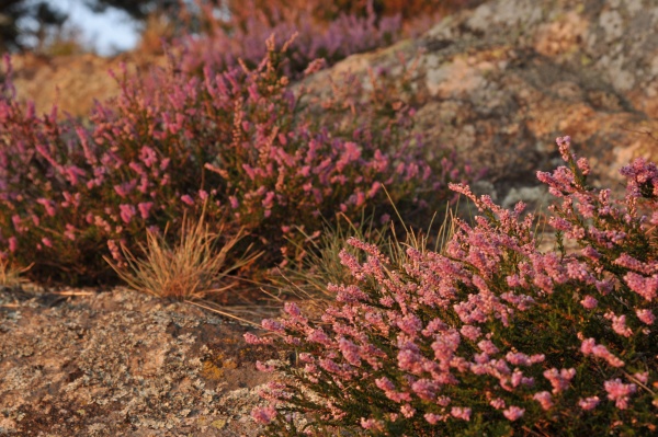 Déšť na konci léta zabarvil podyjská vřesoviště, nejvíce za poslední léta. Tak to nepropásněte. nppodyji.cz/v-podyji-rozkv…