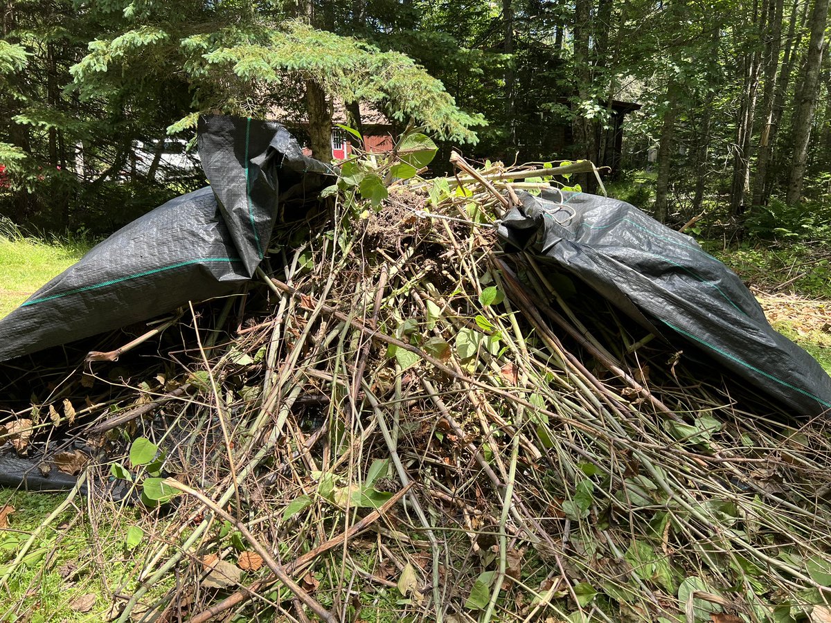 Revkin's tweet photo. I kind of like this. I seriously thought about seeing if a flame thrower can work against the invasive knotweed we’re eradicating from an area at our new home in Maine, (Eschewing herbicides, we’re settling for hacking it out and smothering in black tarps for now.) https://t.co/ewB5ApJqbD