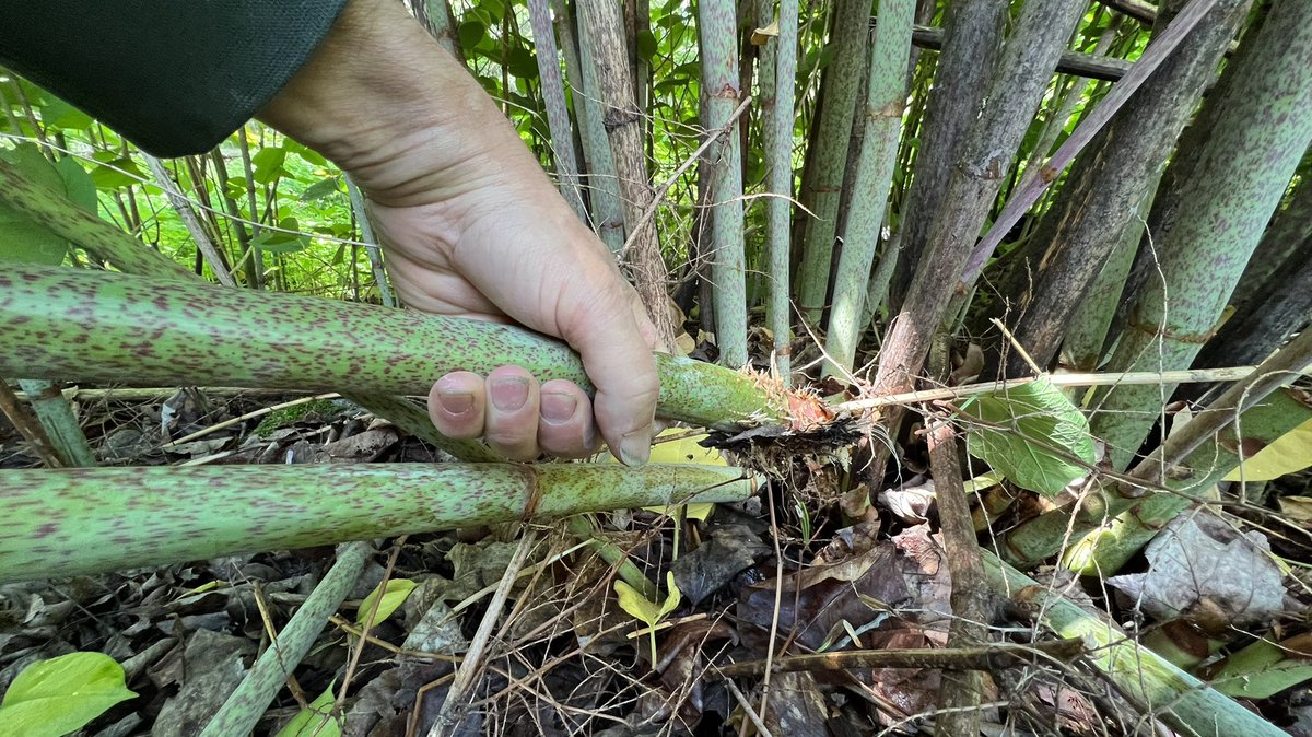 Revkin's tweet photo. I kind of like this. I seriously thought about seeing if a flame thrower can work against the invasive knotweed we’re eradicating from an area at our new home in Maine, (Eschewing herbicides, we’re settling for hacking it out and smothering in black tarps for now.) https://t.co/ewB5ApJqbD