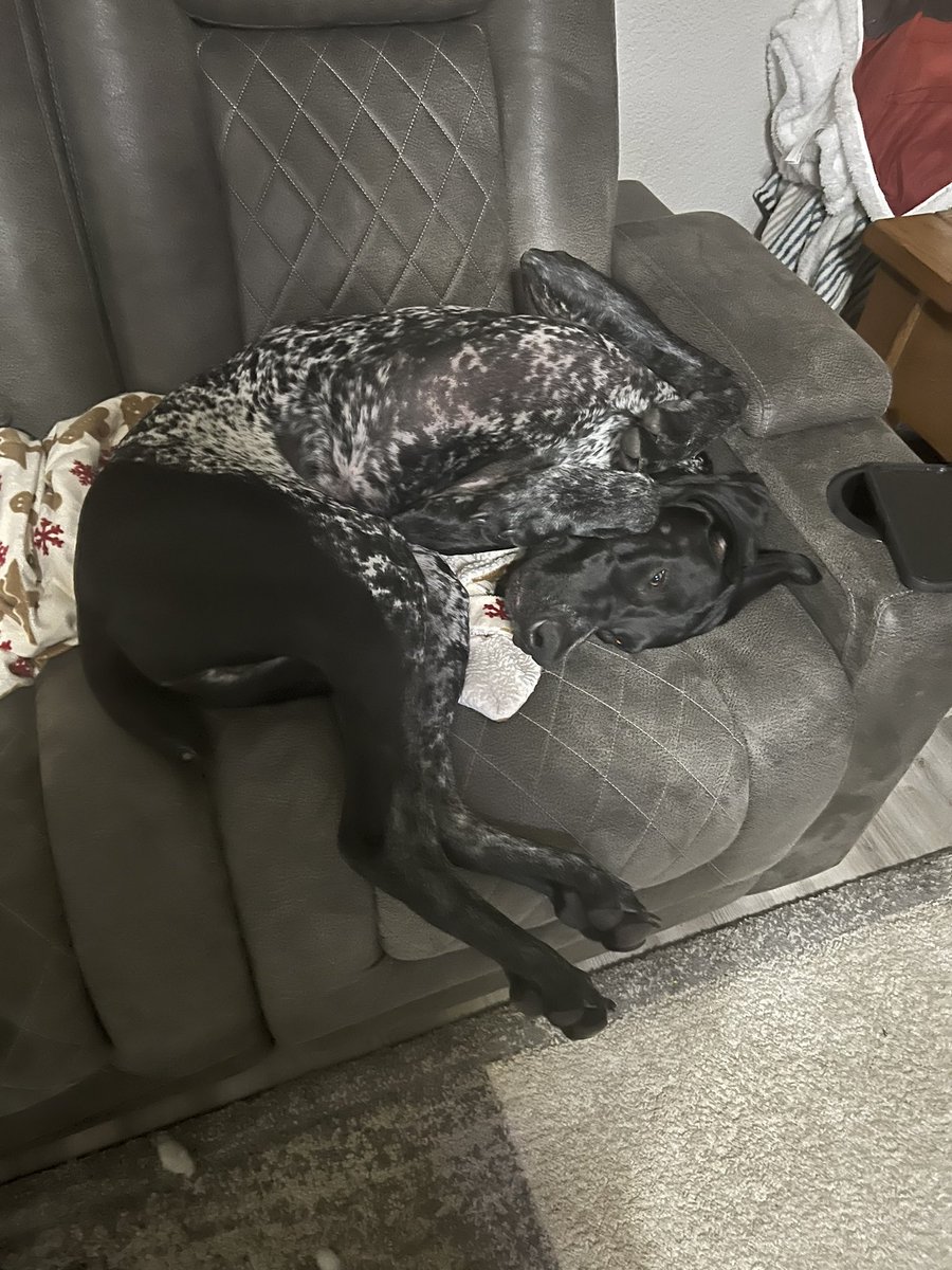 staceyflipflops's tweet photo. @RadioMoser @AltitudeSR We named our dog Dalton. https://t.co/TSAsUOD7lH