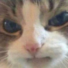 hererapuyuta's tweet photo. Our kitten is so cute
#YUTAKITTEN
#YUKITTY
#AiKitten
#YUTA #유타 #中本悠太 #ユウタ #悠太 https://t.co/H29xScBJxT