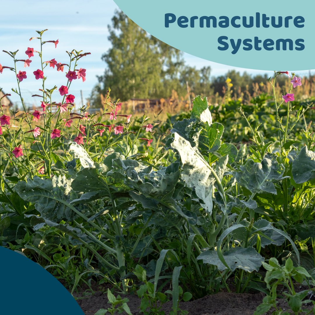 Take your PDC with ACS. Study at home with support from our excellent permaculture tutors. acsedu.com/courses/permac… #permaculture #pdc #permaculturedesigncertificate #permaculturecourse #permaculturetraining #education #studywithacs #onlinecourse #permacultureeducation