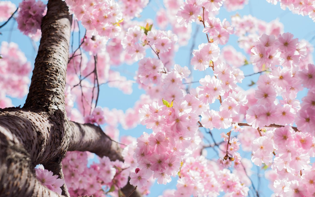 FORSAorg's tweet photo. 🌷01 September 2022🌷

We can't believe spring is here! 

Our next Newsletter comes out this month! Have you signed up yet?🤔 

Never miss a thing by signing up for it at 👉https://t.co/EPsEVTYLYA 

#FORSA #ForFaithAndFreedom   

Photo by: Arno Smit, Unsplash 📸 https://t.co/ptTt9vw4Pg