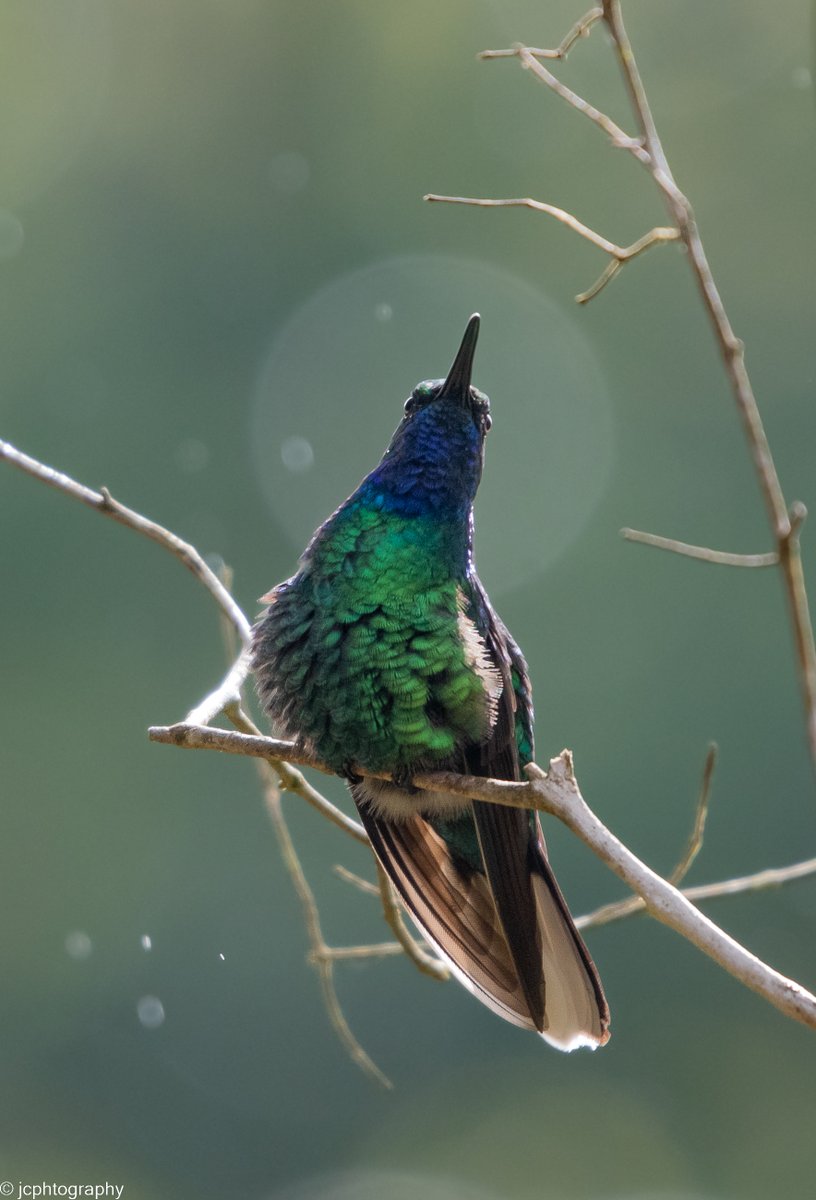 jcphtography's tweet photo. White-tailed sabrewing in the rain- Tobago. https://t.co/zSSu8S6rZy