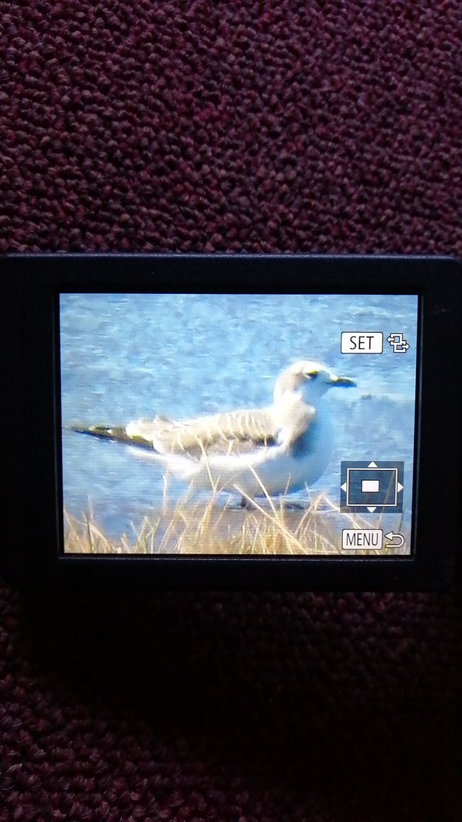What a beauty! Juv Sabine's Gull still showing well on scrape at Holland Haven as of 12:30 <a href="/EssexBirdNews/">EBwS Bird News</a> <a href="/RareBirdAlertUK/">RareBirdAlertUK</a> <a href="/BirdGuides/">BirdGuides</a>
