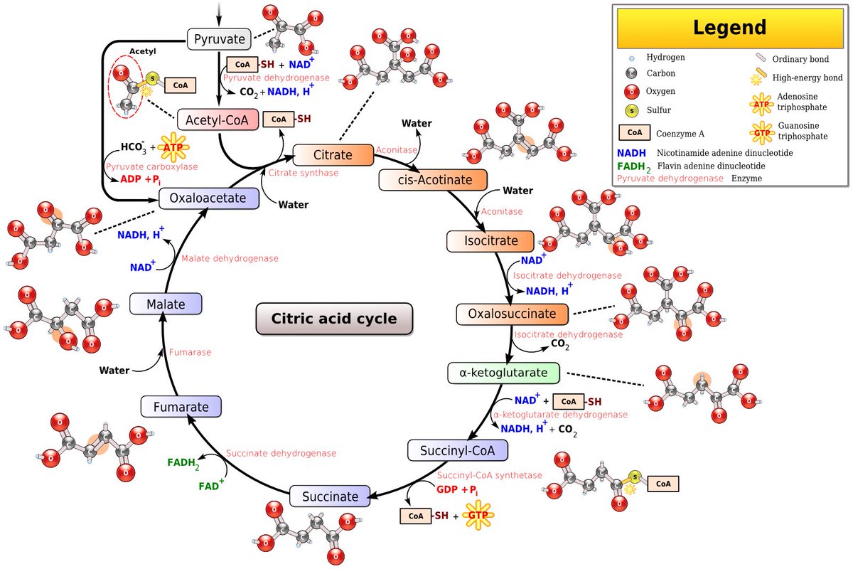 lynsonnenberg's tweet photo. Are we training for the 18th century or for future practice? Is it time for #MedEd curricular change?
@SimonDGregory argues this is the only time he’s ever used the #KrebCycle in practice — and that was to reference how he’s never needed it!
#AMEE2022 https://t.co/SRC5fKW8NF