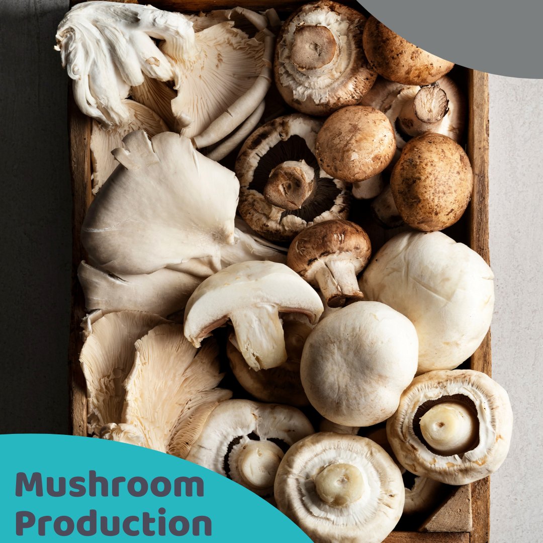 Mmm. Mushrooms. Learn to grow mushrooms over eight detailed lessons. Study online acsedu.com/courses/mushro… #studywithacs #acsdistanceeducation #mushrooms #mushroom #mushroomproduction #mushroomfarming #growingmushrooms #course #selfpaced #onlinecourse #distancelearning #Training