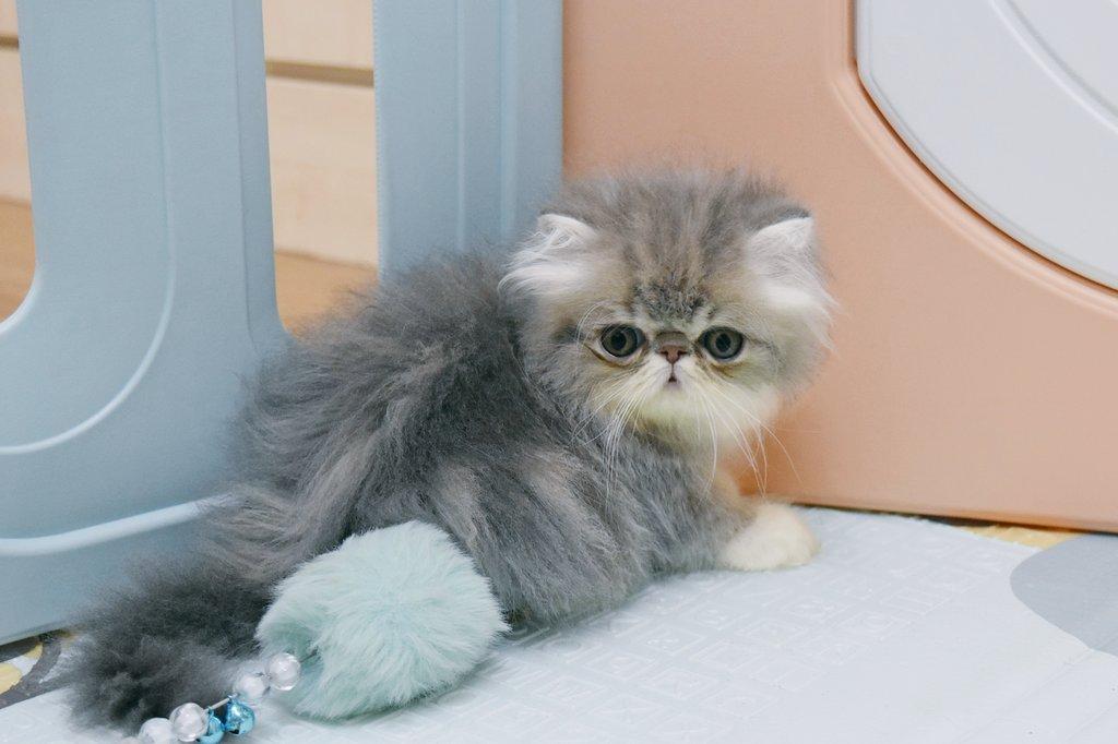 ขายแมวเปอร์เซีย on Twitter: ขายแมวเปอร์เซีย On Twitter:
