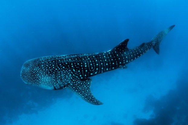 Have you seen the whale sharks around Oman’s coast? 🦈 Yesterday it was #InternationalWhaleSharkDay - a day to celebrate the world’s biggest fish & highlight the need to protect this majestic species. The UK’s @ukgovbluebelt programme supports efforts to protect whale sharks.