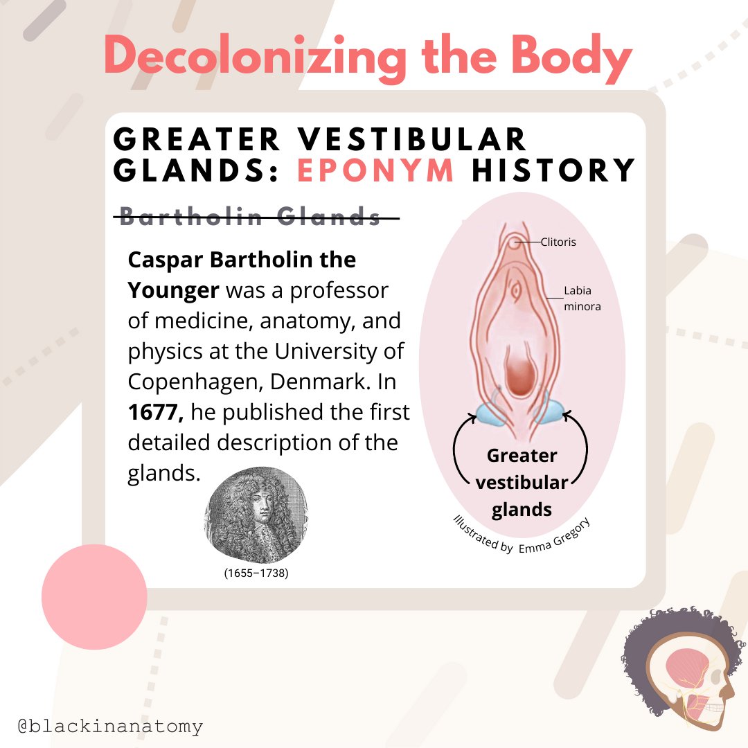 To start our #DecolonizingTheBody series, we are highlighting the #GreaterVestibularGland!

As a female reproductive structure named ‘Bartholin’s gland’ after a European man in 1678, they are one example of #anatomy’s colonial history. 

Use the terminologia anatomica instead!👍🏾
