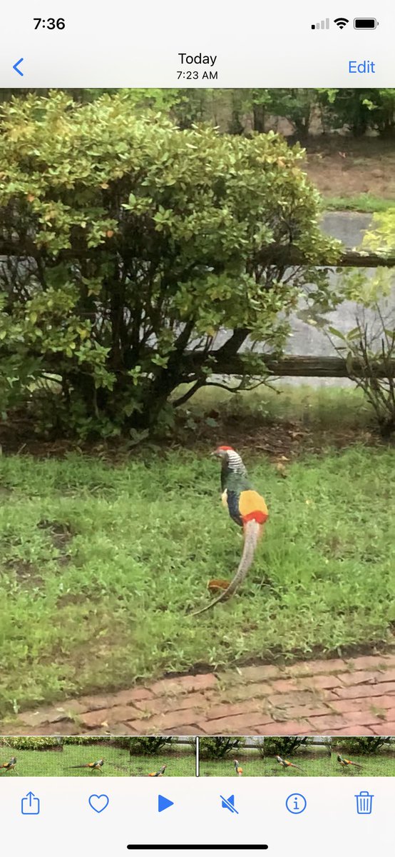 jillybean103's tweet photo. Hi @MassAudubon @audubonsociety who is this guy? https://t.co/Qcko7nodq1