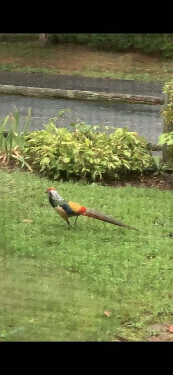 jillybean103's tweet photo. Hi @MassAudubon @audubonsociety who is this guy? https://t.co/Qcko7nodq1