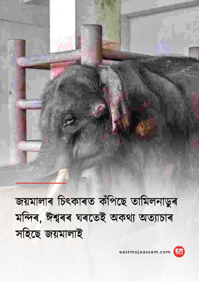 EastmojoAssam's tweet photo. অসমৰ এটি পোহনীয়া হাতী জয়মালাৰ আৰ্তনাদত কঁপি উঠিছে দেশ।
ঘূৰি আহিব নে "জয়মালা"? তামিলনাডুত জীৱনৰ বাবে সংগ্ৰাম কৰি থকা জয়মালাই পাব নে জীৱন জীয়াৰ অধিকাৰ?
#FreeElephantJeymalyatha
#SaveJaymala #StopAnimalCruelty https://t.co/aUirRiKQpd