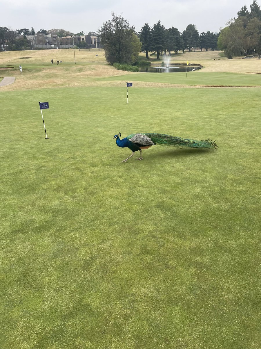 Live Golf SA 🇿🇦 tweet media