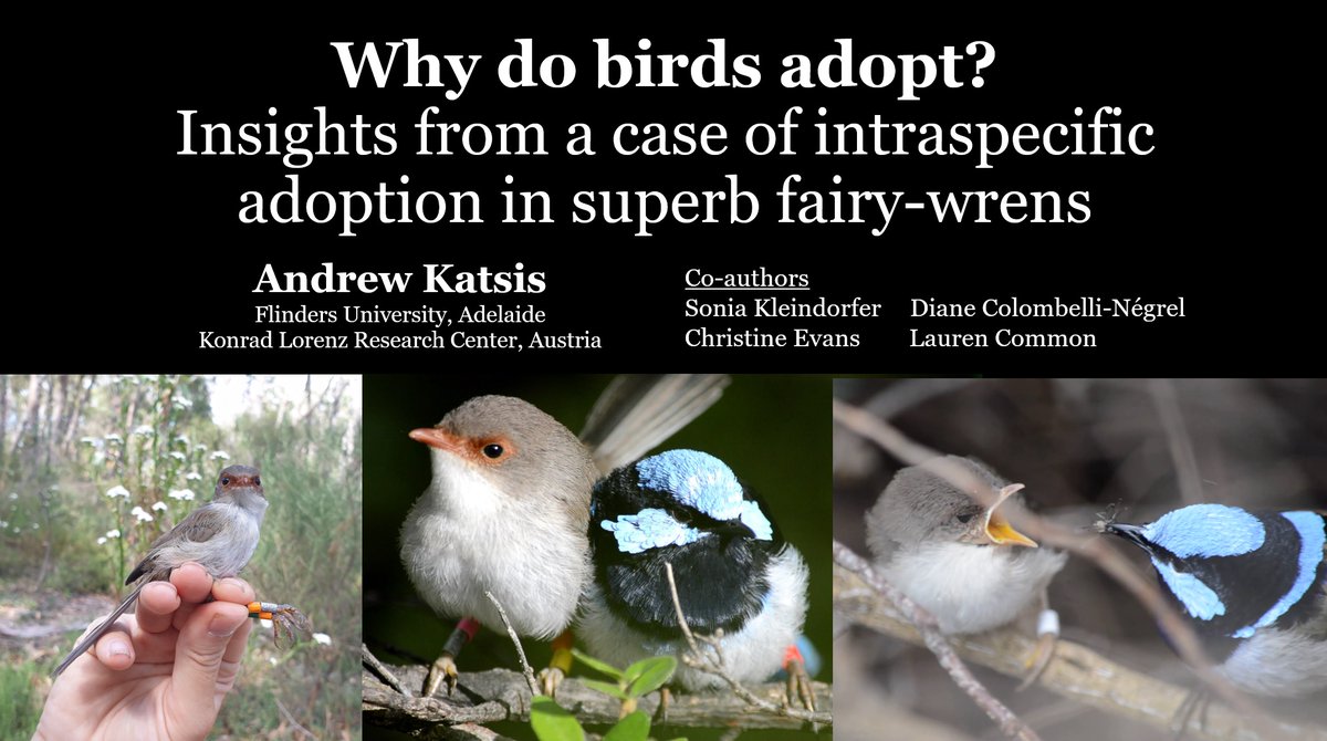 Dr Andrew Katsis tweet media