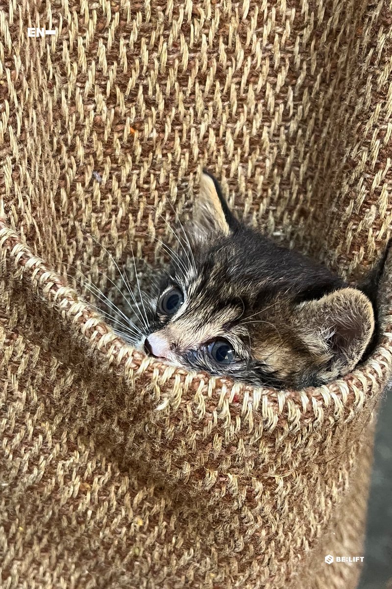 strawberry7uyu's tweet photo. ふだんはヒョンたちに育てられてるニキちゃんが子猫育ててるよ😭😭
ミルクあげてるのは萌えるㅠㅠ
#ENHYPEN  #엔하이픈   
#NI_KI  #니키 https://t.co/jmuiqjWVee