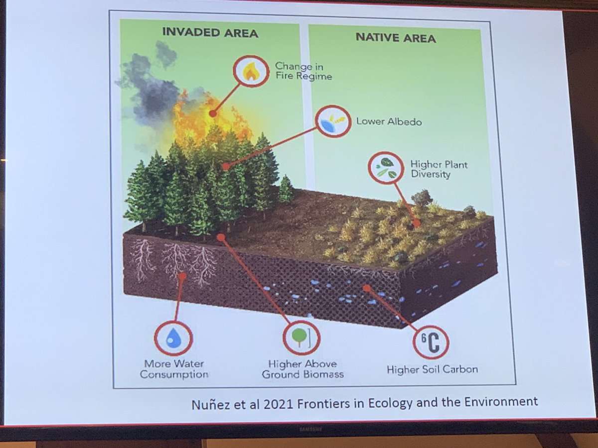 Great keynote lecture by professor Nunez <a href="/Martin_A_Nunez/">Martin A. Nuñez</a>  at the international Microclimate Conference at Antwerp, Belgium #MEB2022 

Trees can be a problem or a solution to fight Climate Change 🌲🔥🌳🔥🌲